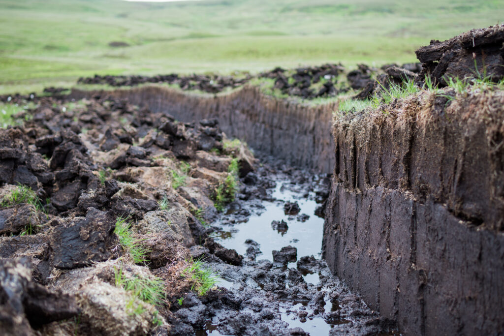 Understanding Carbon Sinks: What They Are and Why They Matter for Emissions