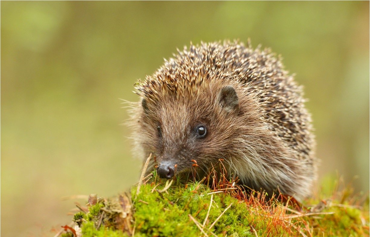 Creating better access to nature is beneficial for wildlife and for the community.