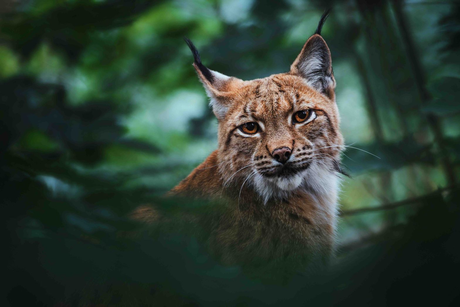 European lynx in the forest