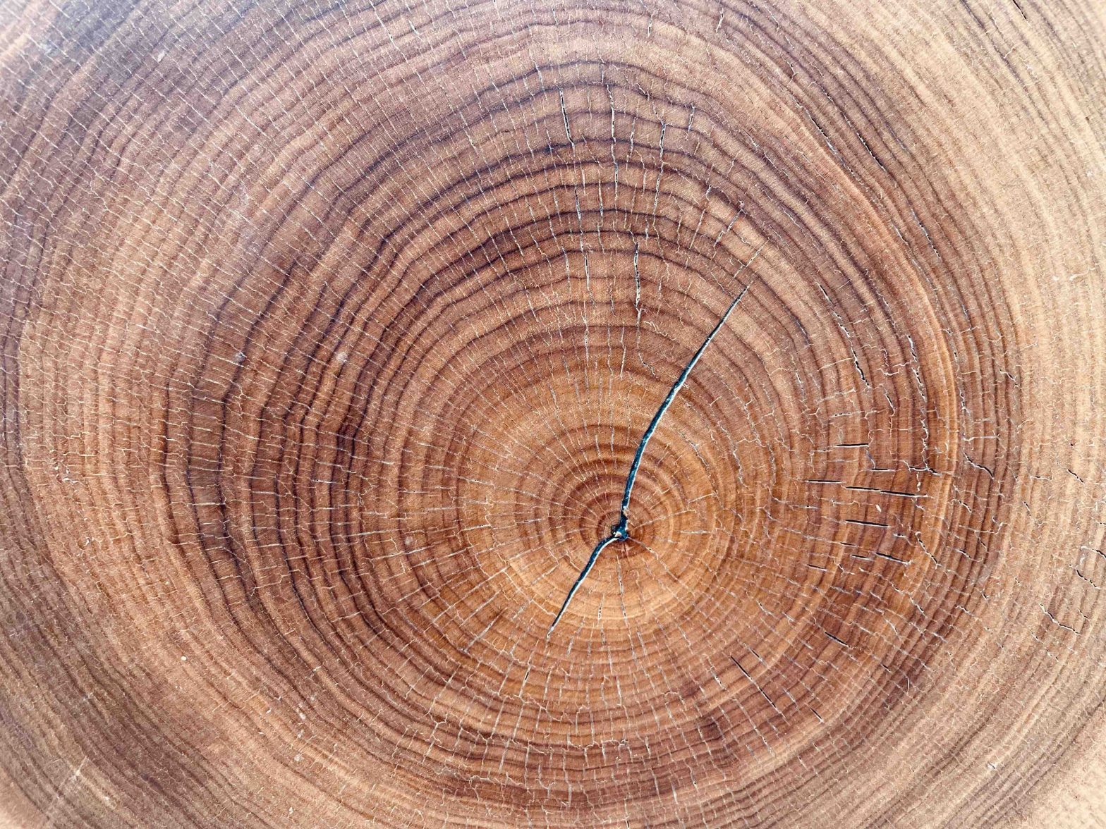 Tree rings showing annual tree growth and carbon capture.