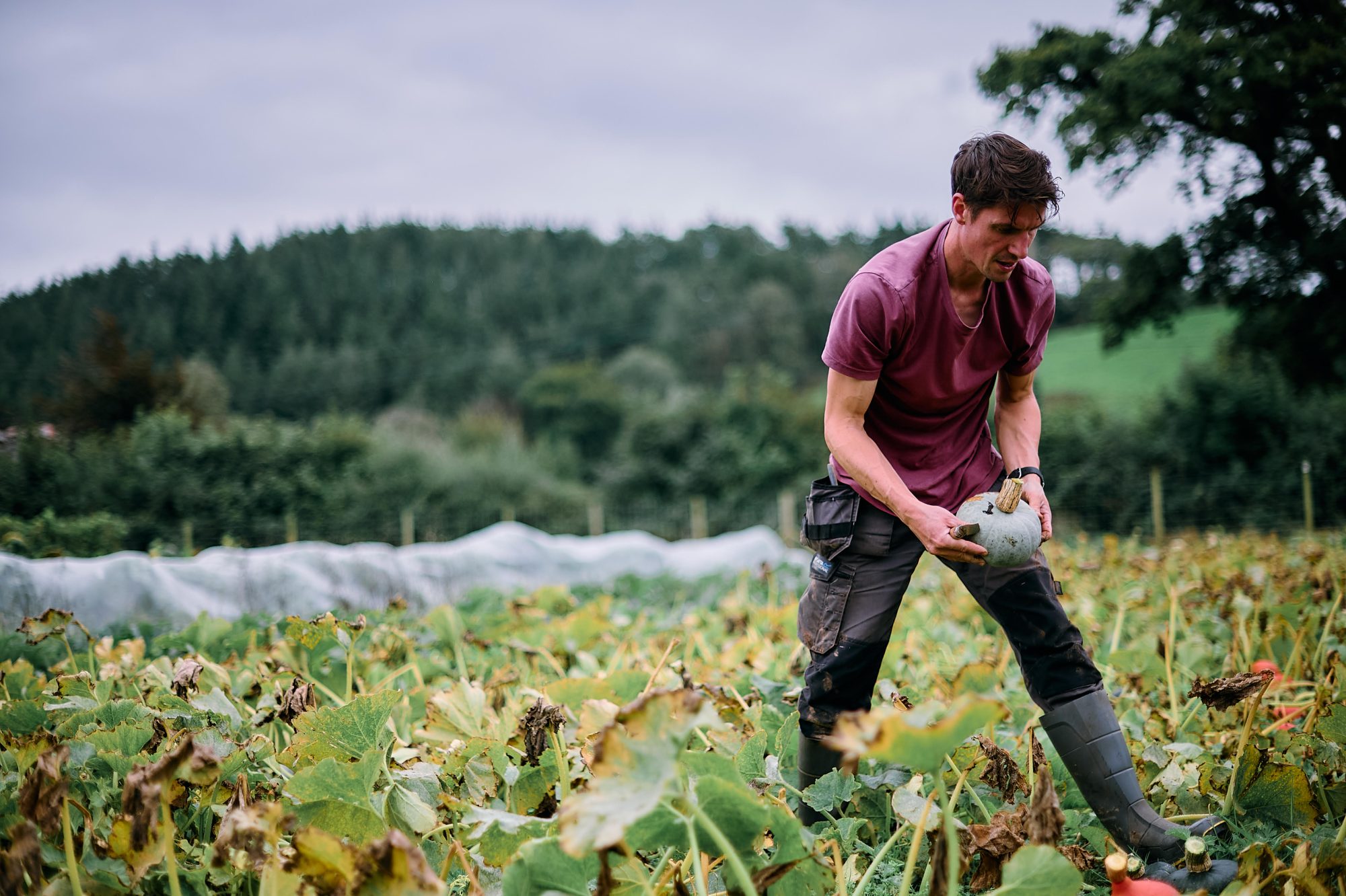 A farmer picking a pumpkin in a field in Carmarthenshire. In rural places, food partnerships connect growers with the people that sell and eat the food.
