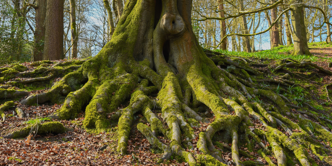 A large old tree with extensive roots visible above the ground.